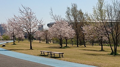 2019桜開会情報（満開直前）_7.jpg