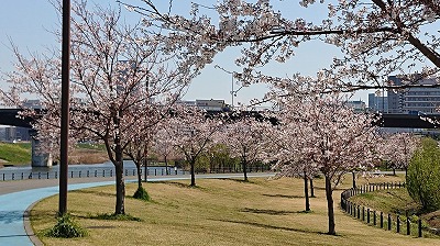 2019桜開会情報（満開直前）_8.jpg