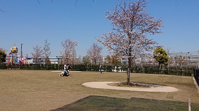 2019桜開会情報（満開直前）_9.jpg