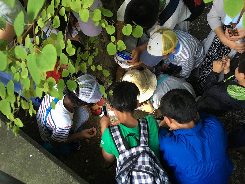 2019生きもの観察会②_3.jpg