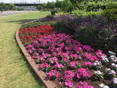 中央広場花壇の花植え 日産スタジアム 新横浜公園 スタッフブログ