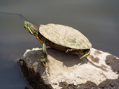 かめちゃん様 確認用 Defeated by a 13-year-old?! Kame-chan cries as she undefeated
