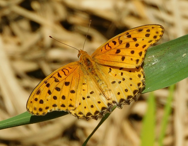新横浜公園生きもの観察日記346 - 日産スタジアム（新横浜公園