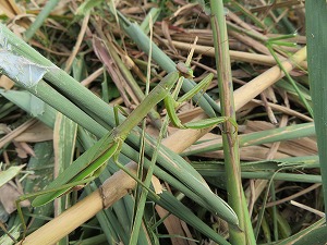 s-チョウセンカマキリ  20201016 新横浜公園 1-b号水路  1.jpg