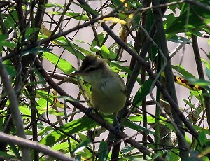IMG_0017トリミング.jpg