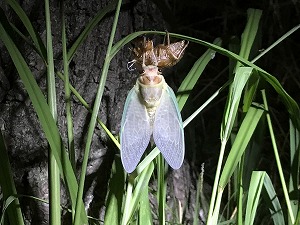 IMG_2410.jpg