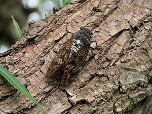 IMG_9843.jpg