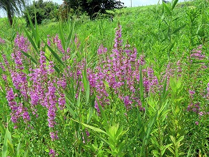 IMG_9971.jpg