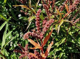 s-DSCN9930.jpg