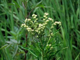 s-IMG_9996.jpg