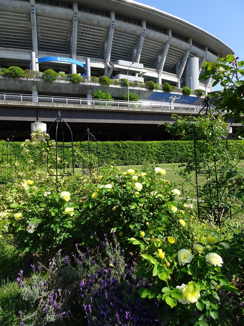7_公園の様子.jpg