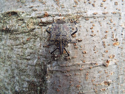 DSCF3690_キマダラ成虫.jpg