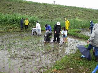 22田植え2.jpg