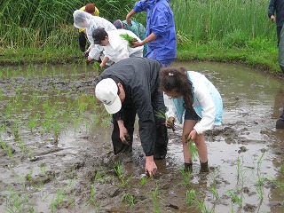 22田植え1.jpg