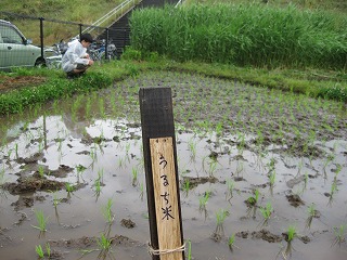 22田植え3.jpg