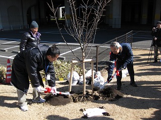 2013ｶﾝﾋｻﾞｸﾗ3.jpg