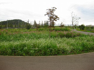 ｿﾊﾞ0921.jpg