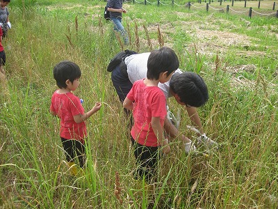 20130608田植え1.jpg