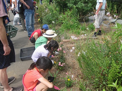 20130608田植え27.jpg