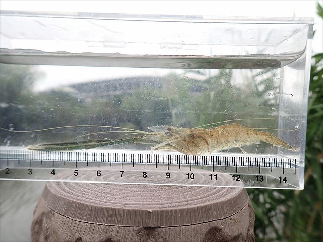 SBT44245_Re.jpg