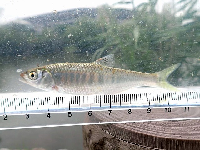 SBT44264_Re.jpg