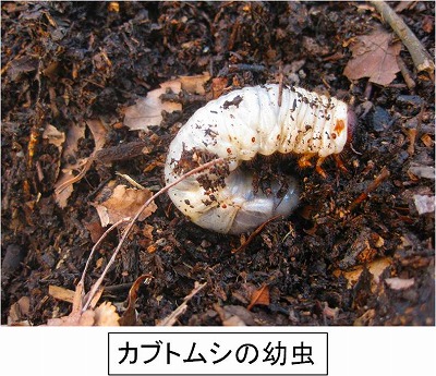 幼虫 共食い カブトムシ