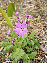 サクラソウ画像