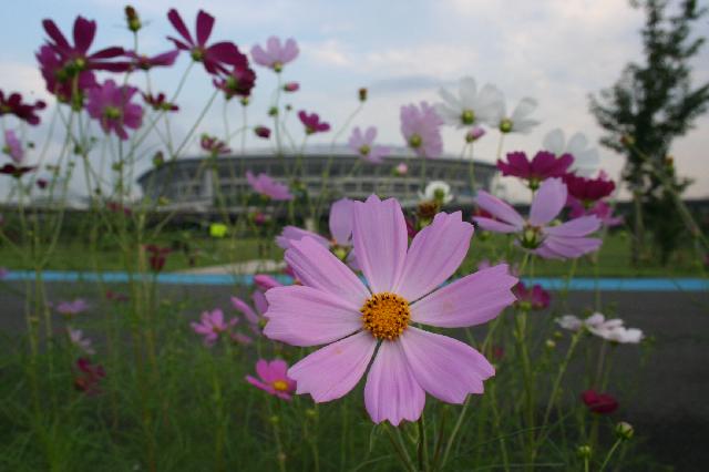 コスモスの花摘み体験」を開催します｜日産スタジアム