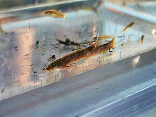 ドジョウ｜新横浜公園 生き物図鑑[sp]